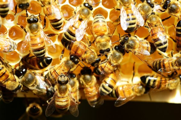 Startup chilena crea proteína que protege a las abejas de mortal enfermedad bacteriana