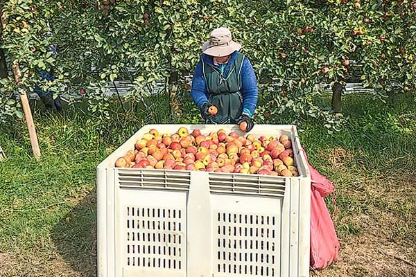 <p>Familia Guilisasti reordena su participación en Frutícola Viconto</p>