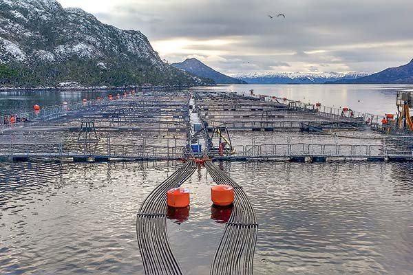 Los pasos de la salmonera noruega Nova Austral para volver a tener un flujo de caja positivo