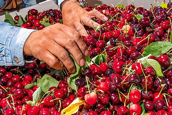 <p>Cerezas vuelven a brillar en medio del buen momento de los envíos de alimentos</p>