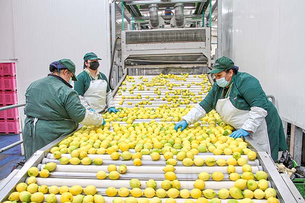 Gremios frutícolas y empresas refuerzan planes para enfrentar escasez de trabajadores
