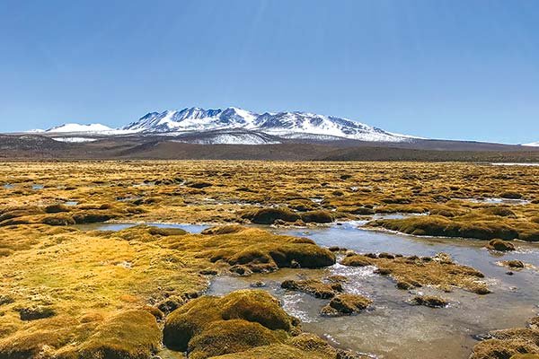 Los cinco proyectos que se adjudicaron fondos del Reto de Innovación de Conaf para monitorear humedales