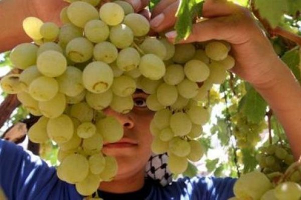 <p>Chilena Gesex y peruana Pura Fruit se asocian para crear uno de los mayores exportadores de uva de mesa a nivel mundial</p>