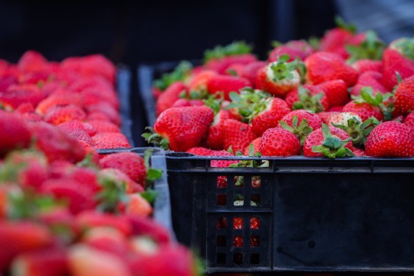 El precio de los alimentos en el mundo cae en junio después de un año de constantes alzas