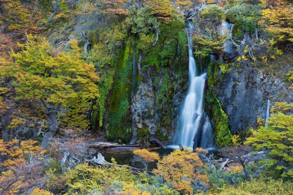 Informe del WWF insta a bancos centrales y reguladores a abordar los riesgos de la pérdida de la naturaleza