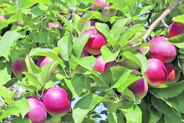 Contratación de seguros agrícolas aumenta ante mayor amenaza de lluvias fuera de temporada