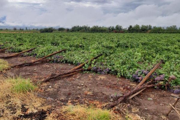 <p>Bloomberg: Pasa chilena, el otro cultivo afectado por problemas climáticos</p>