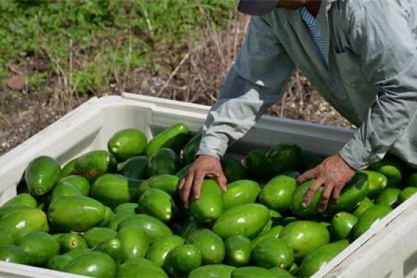 <p>Lo que nos dicen los cultivos de paltas en Sicilia sobre el cambio climático y el futuro de la alimentación</p>