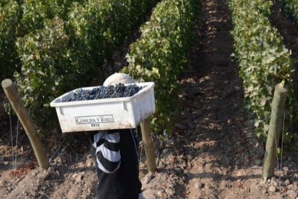 Viña Concha y Toro obtiene alza en ganancias y categorías premium representa 49% de la venta