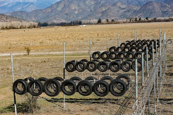 Efectos de la intensa sequía en la laguna de Aculeo
