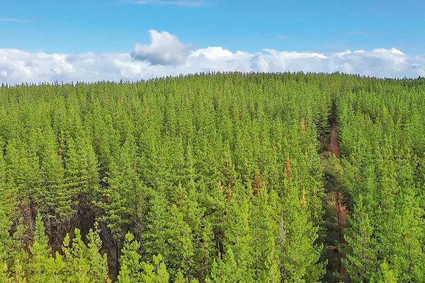 Arauco concretó la venta de 461 predios forestales a BTG Pactual por US$ 343 millones