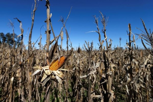 <p>Fenómeno climático de La Niña amenaza con golpear producción agrícola de Argentina por segundo año seguido</p>