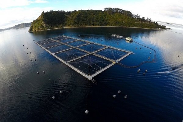 Multi X revierte pérdidas en segundo trimestre impulsado por buenos precios del salmón
