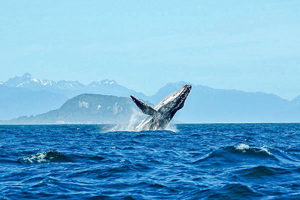 Tecnología que frena el bloom de algas, será probada para mitigar ruidos marinos que afectan a ballenas