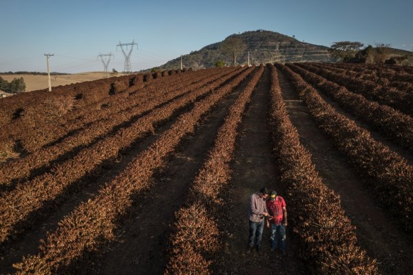 Clima puede reducir producción de azúcar y café en 50% para 2099