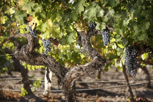 <p>Vino ícono de Santa Rita entra a la red de distribución Place de Bordeaux</p>