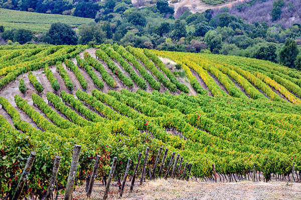 Concha y Toro anuncia recorte de 40% de emisiones a 2030