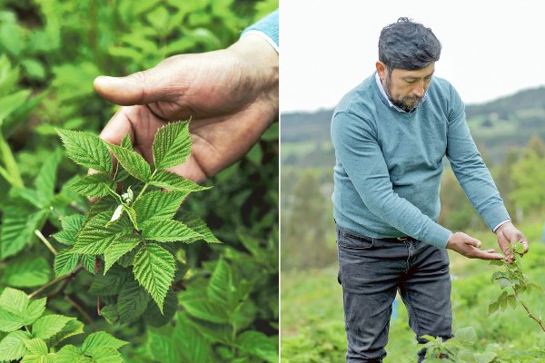 <p>La cooperativa mapuche que logró terminar con el círculo de la pobreza en una zona de La Araucanía</p>