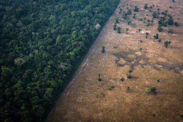 <p>COP 26 | Líderes mundiales se comprometen a detener deforestación, aunque persisten dudas sobre implementación</p>