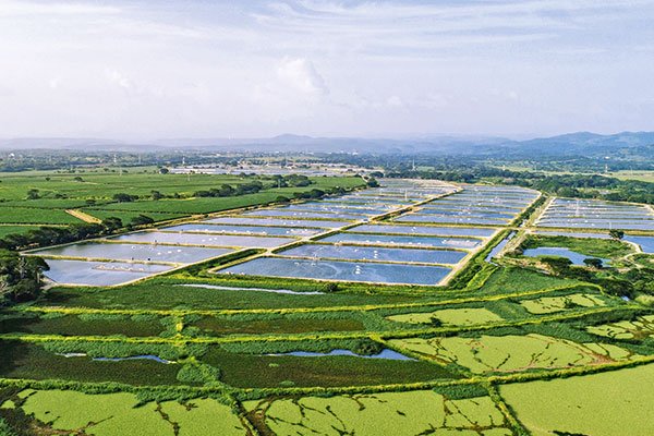 Reordenamiento en Agrosuper: acuerda venta de su negocio de la tilapia en Costa Rica