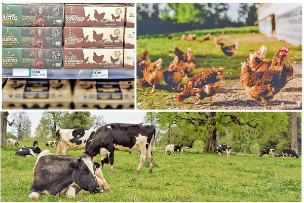 Emprendimiento chileno de alimentos de “animales felices” llega a EEUU en alianza con Amazon