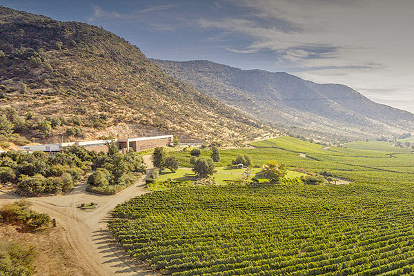 <p>Viña San Pedro concentrará sus vinos finos en Isla de Maipo</p>