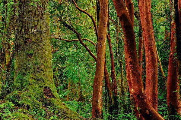 Medio Ambiente detalla estudio para reactivar la economía con soluciones basadas en la naturaleza