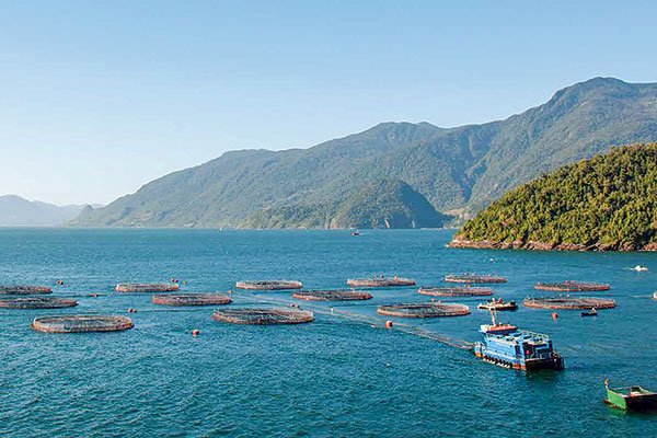<p>Salmones Camanchaca culmina periodo de opción preferente en aumento de capital y más de 96% de acciones fueron suscritas</p>