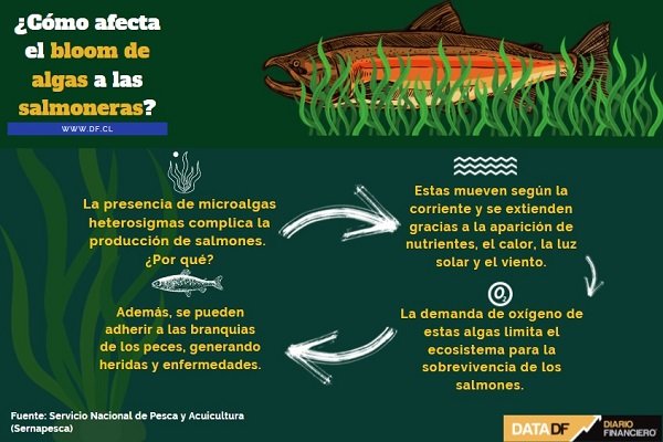 <p>DATA DF | ¿Cómo afecta el bloom de algas a las salmoneras?</p>