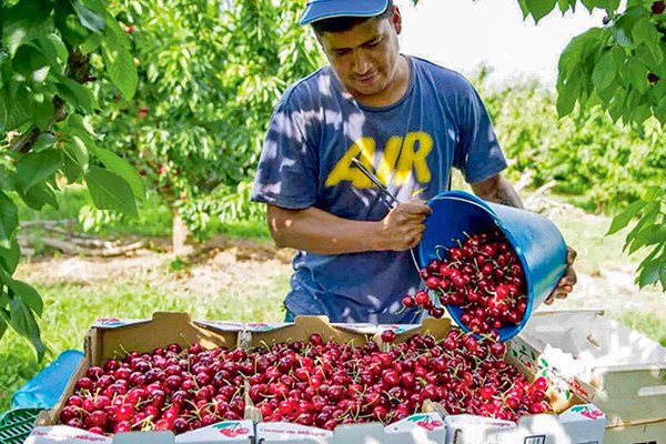 <p>Asoex se une a alianza internacional de comercio de frutas y verduras contra alza de costos logísticos</p>