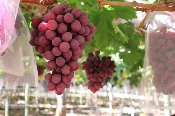 <p>Consorcio Tecnológico de la Fruta de ASOEX da a conocer la primera variedad de uva de mesa roja chilena</p>