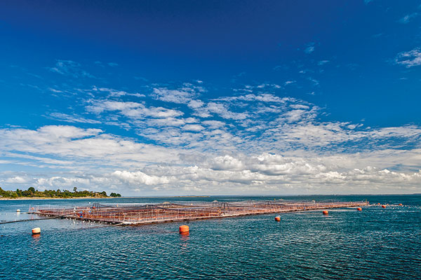 La tecnología basada en IA que creó Digevo para optimizar la producción de salmones