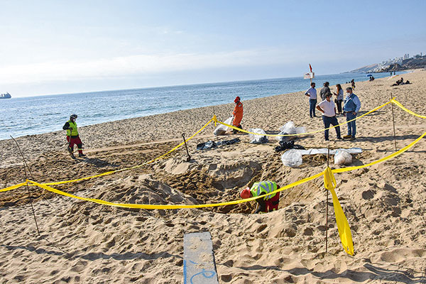 Se complica proyecto Las Salinas: alcaldesa de Viña del Mar anuncia querella por contaminación ambiental