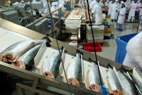 <p>La historia de Cargill en Chile, el gigante estadounidense que entró a la propiedad de Salmones Multiexport</p>