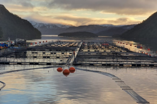 <p>Formalizan a cuatro exejecutivos de la salmonera Nova Austral por contaminación de agua y fraude</p>