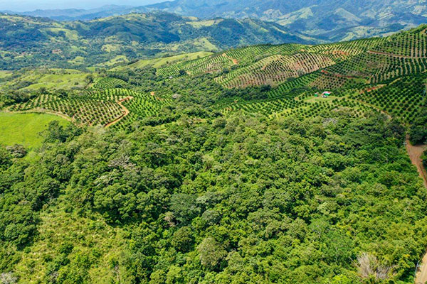 La fórmula de Costa Rica para detener la deforestación