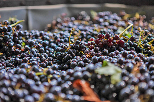 Los planes de las viñas de Colchagua para enfrentar la escasez hídrica