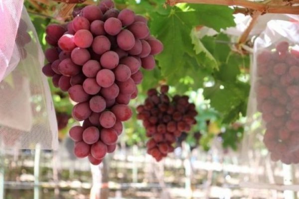 <p>Fruteros cruzan los dedos ante el cierre de Shanghái en el inicio de la cosecha de uva de mesa roja</p>