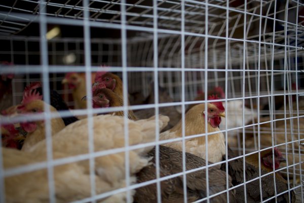 <p>Mortal cepa de gripe aviar se propaga por Estados Unidos y amenaza exportaciones de pollo</p>