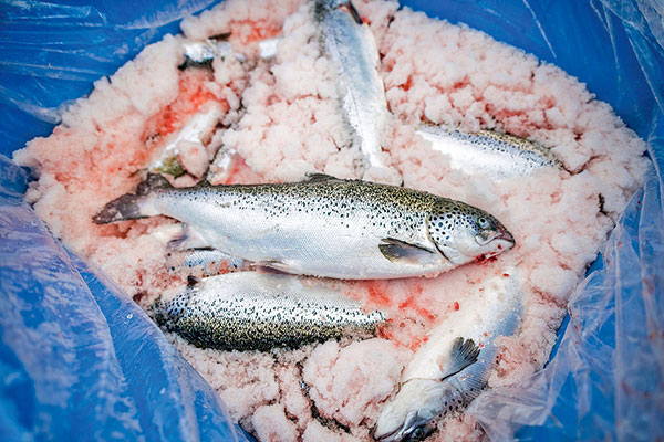 Multiexport: “El 2021 fue el año en que la industria del salmón comenzó a dejar atrás el duro impacto de la pandemia”