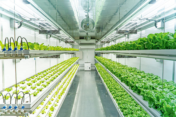 Agricultura vertical, la tendencia global que gana terreno para enfrentar los impactos del cambio climático