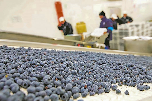 <p>Hortifrut creará sociedad en Irlanda: traspasará todos sus negocios y buscará potenciar la internacionalización</p>