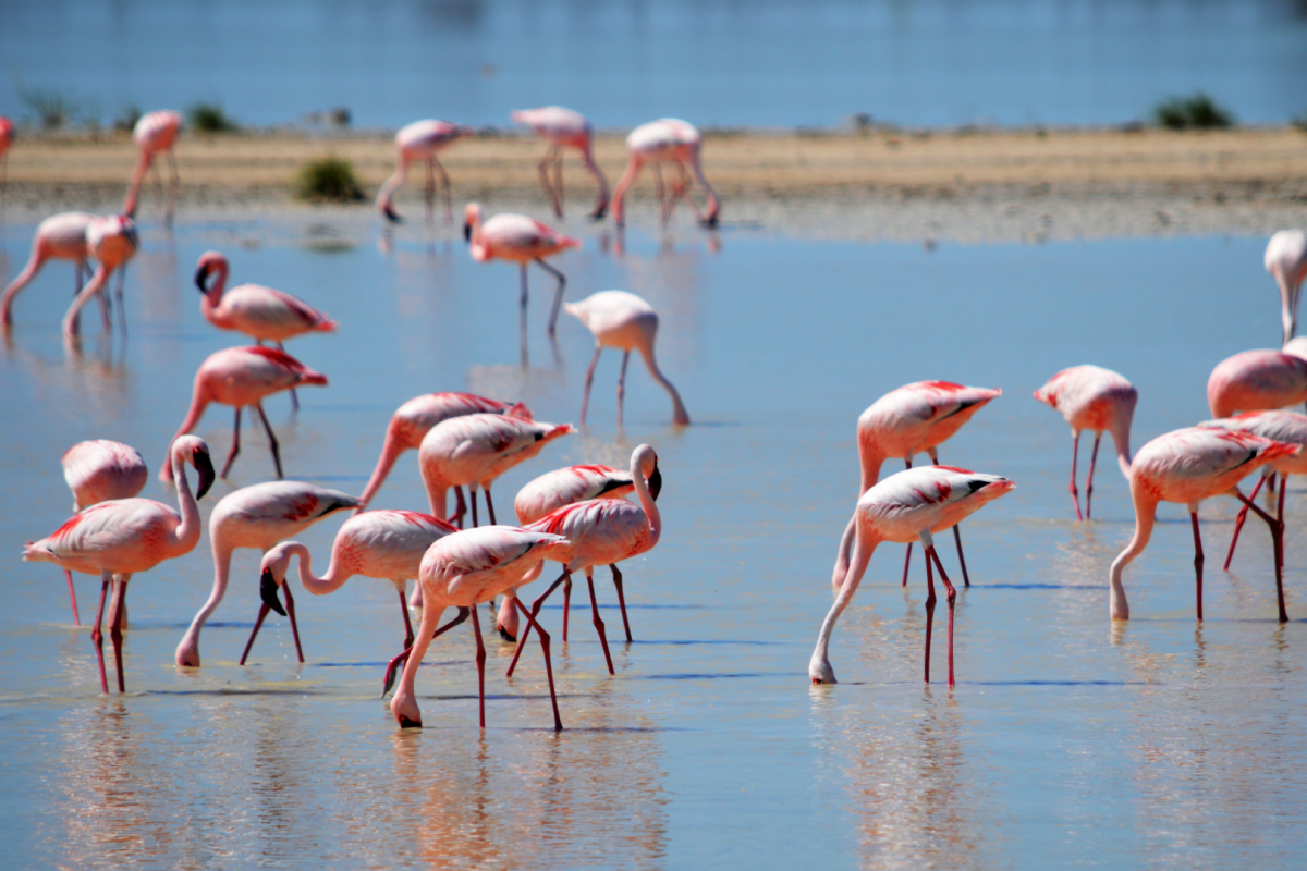 <p>La minería del litio genera conflicto por caída en poblaciones de flamencos en el desierto de Atacama</p>