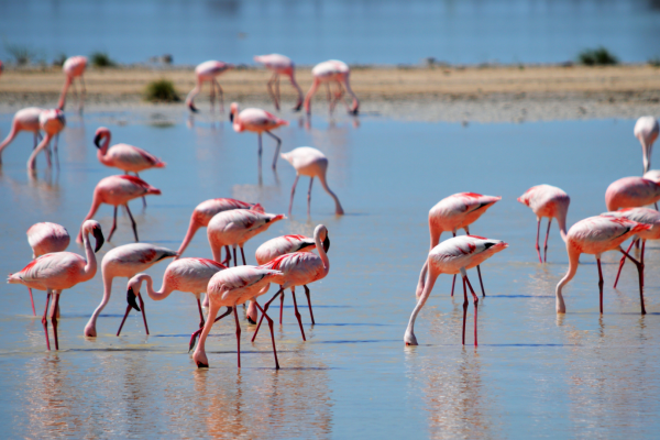 La minería del litio genera conflicto por caída en poblaciones de flamencos en el desierto de Atacama