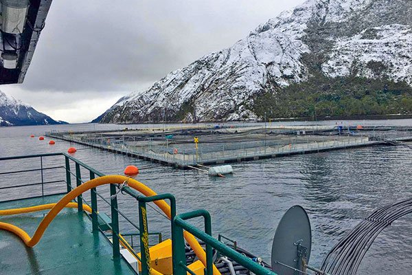Sernapesca ingresa cuatro denuncias contra empresas salmoneras en Magallanes