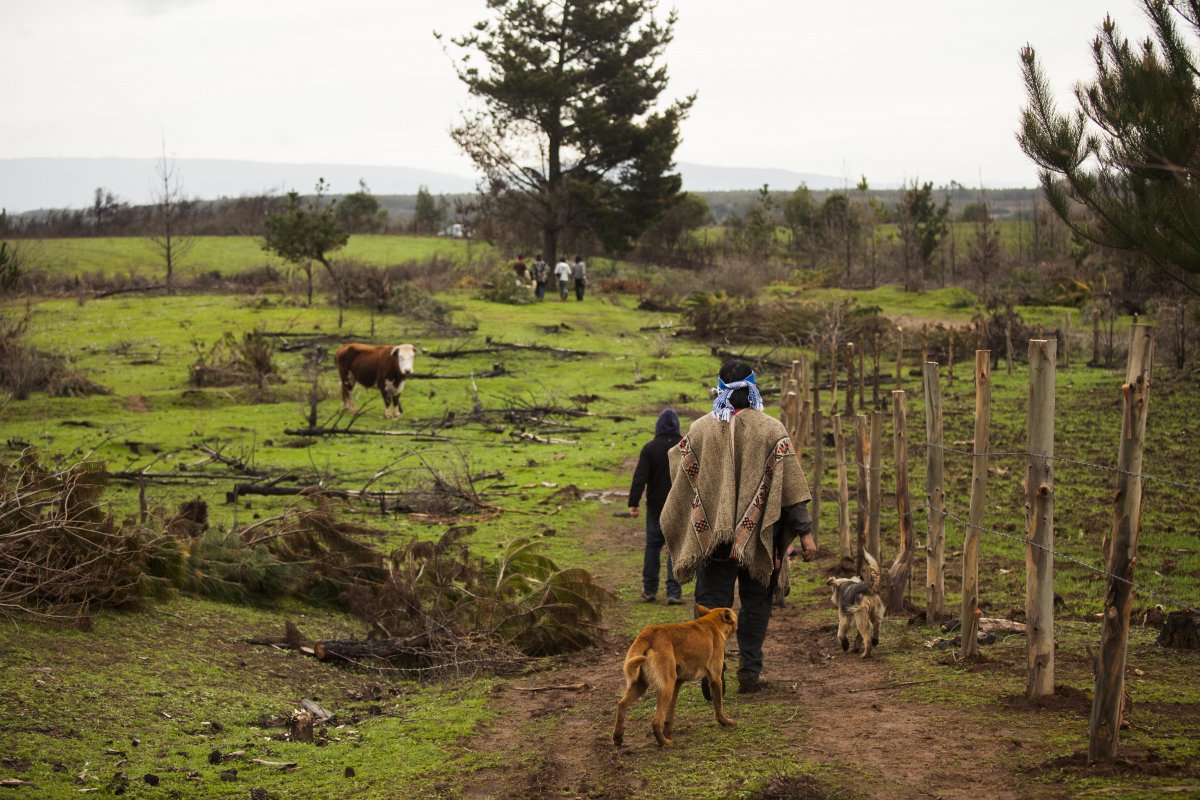 <p>Éxodo en La Araucanía: 3.500 trabajadores han dejado la zona por temor a ataques</p>