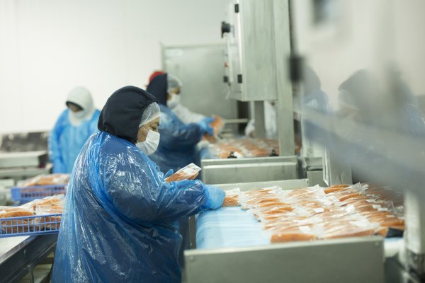 Salmones Austral reporta utilidades y aumento en los ingresos en el primer trimestre