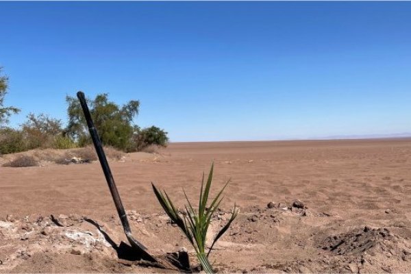 Plantan las primeras palmeras datileras reproducidas in vitro en el Oasis de Pica, en pleno desierto