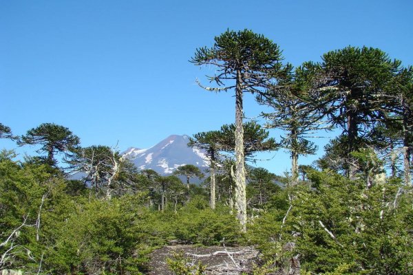 Competencias de Conaf ralentizan discusión de proyecto que crea Servicio de Biodiversidad y Áreas Protegidas