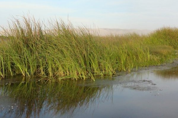 Por primera vez ingresa al Primer Tribunal Ambiental una reclamación en contra de un humedal en el norte de Chile